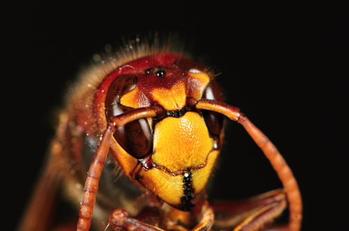 ハチに刺された時の症状と正しい応急処置  熊本 佐賀のシロアリ駆除